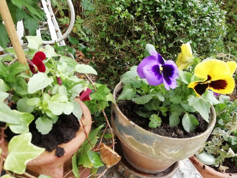  - Grădina 2020 continuare 2