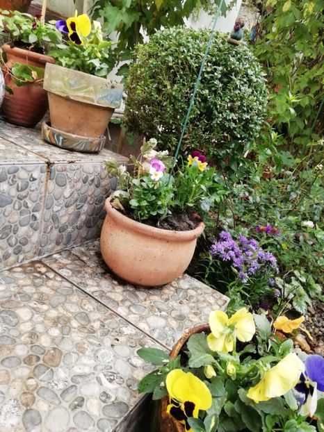  - Grădina 2020 continuare 2