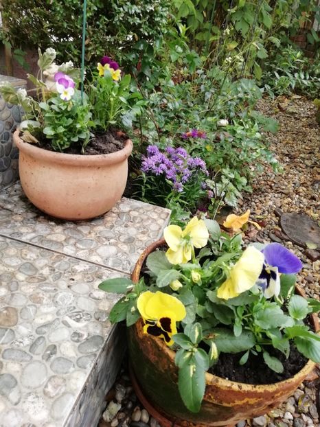  - Grădina 2020 continuare 2