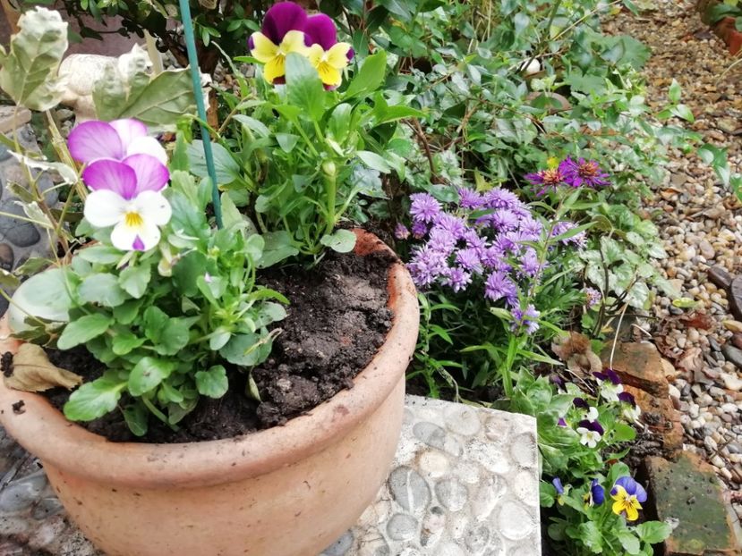  - Grădina 2020 continuare 2