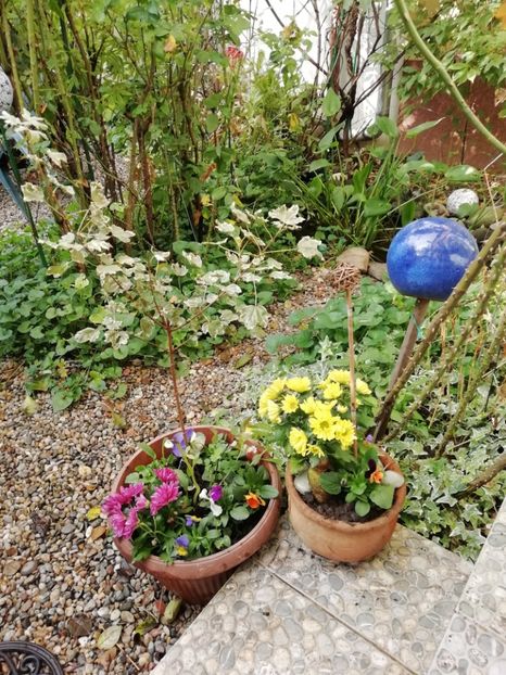  - Grădina 2020 continuare 2