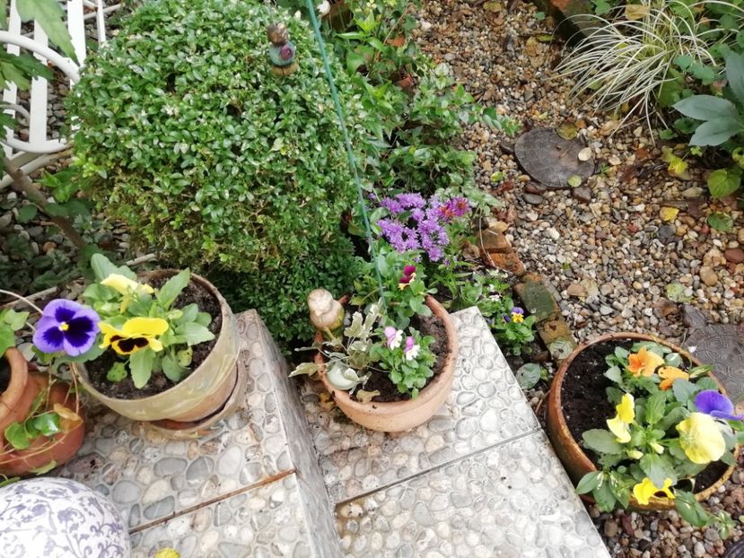  - Grădina 2020 continuare 2