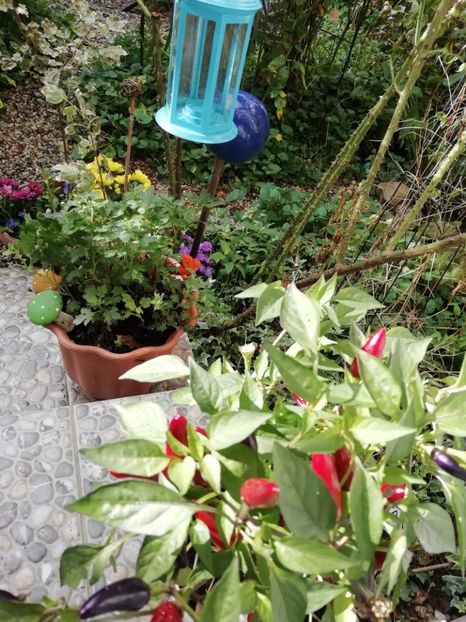  - Grădina 2020 continuare 2