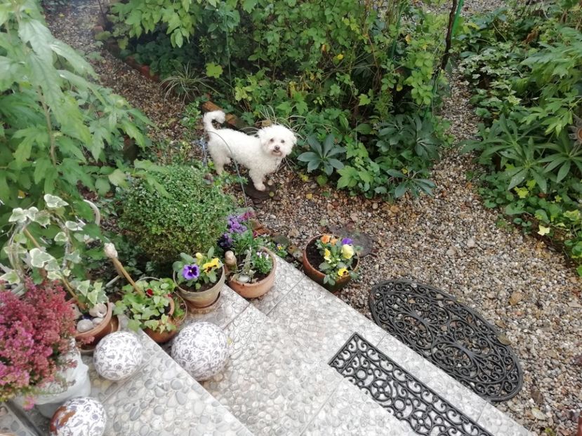  - Grădina 2020 continuare 2