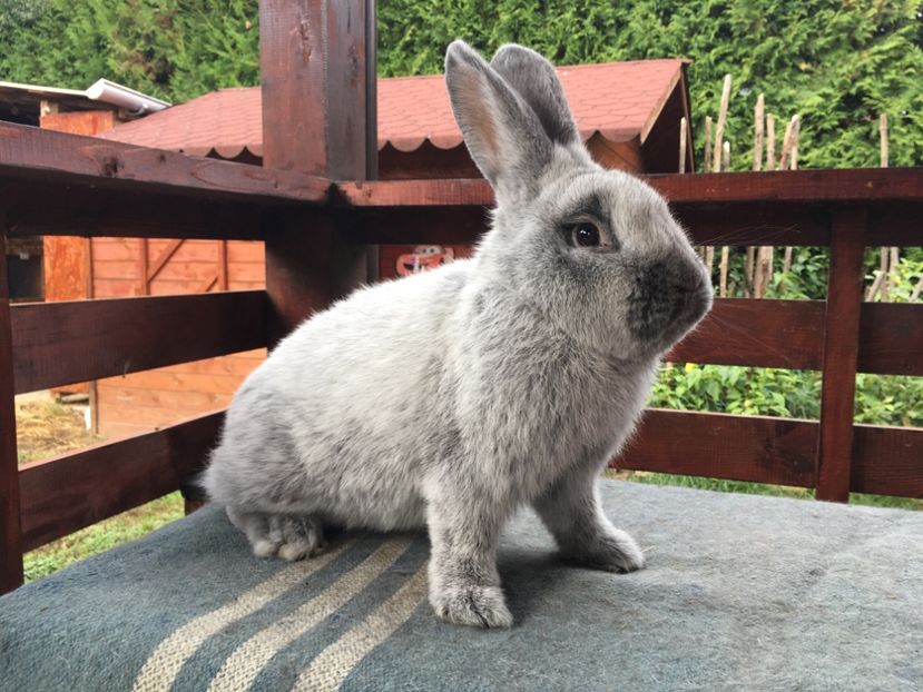 DE3BBF4D-D533-42CB-A813-38303D8674EB - New generation 2020