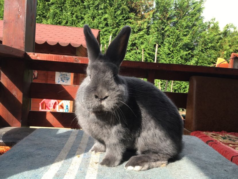 048D5C42-688F-45AD-9C63-43B9A3C7F1DB - New generation 2020