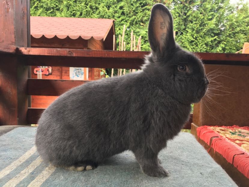 0BB75907-8EDB-49E8-BF66-219F5FD9096E - New generation 2020