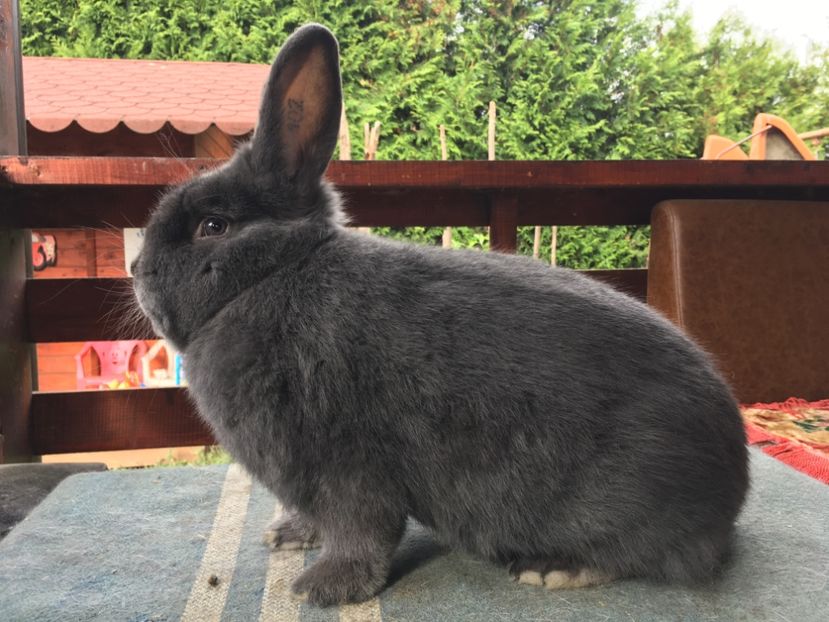 1ABE76AD-2D83-4105-8E24-52A444B411BF - New generation 2020