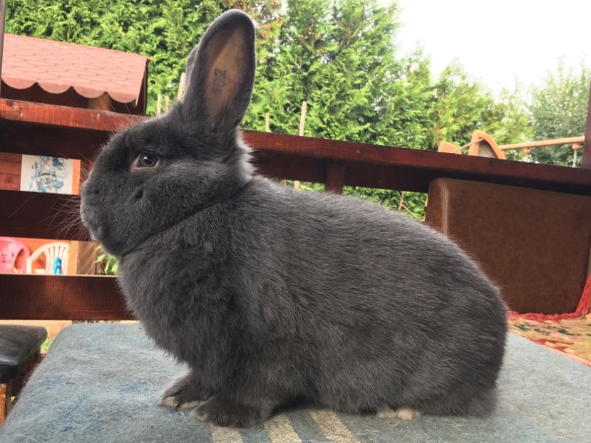 62DA2035-51D2-4E53-B435-E26B32223FBB - New generation 2020