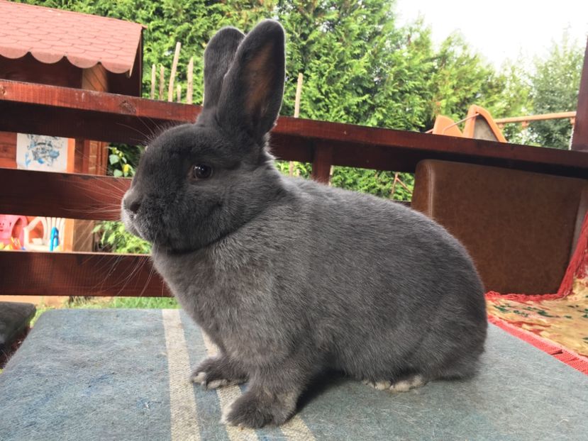 233CC8E9-A0C2-43A5-8558-B5ADA432C17C - New generation 2020