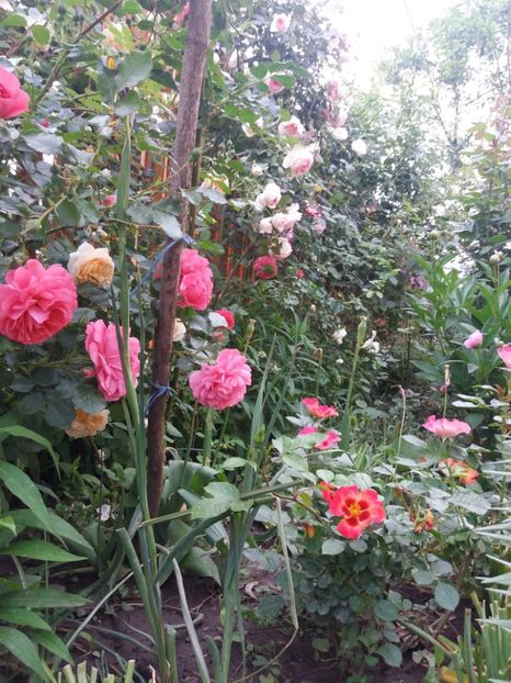  - 2020 Gradina G1_G2