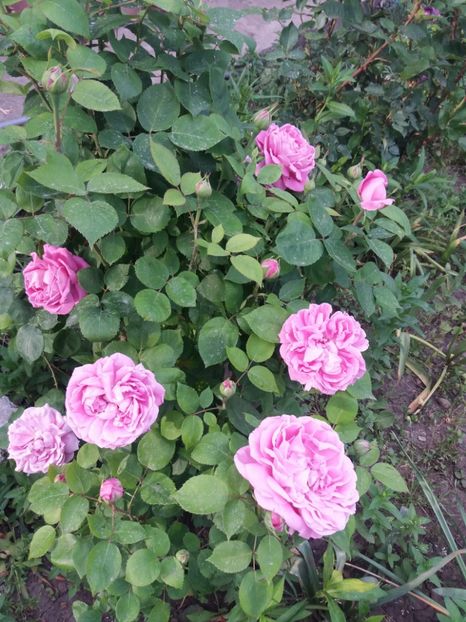  - 2020 Gradina G1_G2