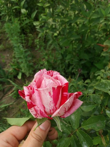  - 2020 Gradina G1_G2