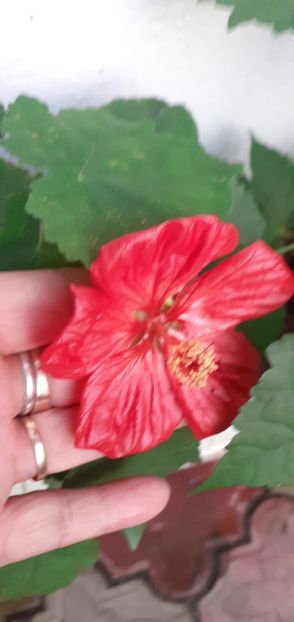 20190716_202823(0) - Flori diverse