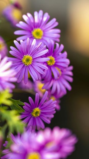 pic_v53865 - Flori diverse