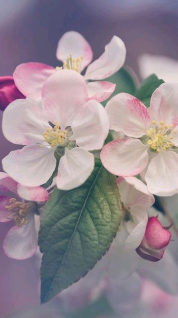 a365 - Flori diverse