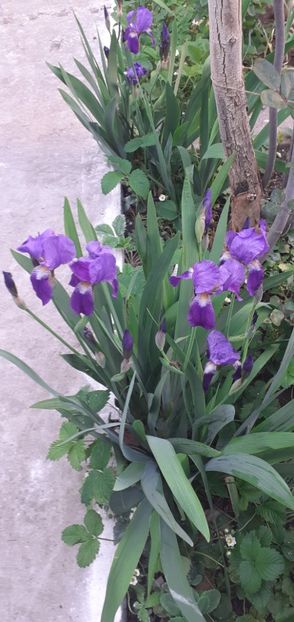  - Flori diverse