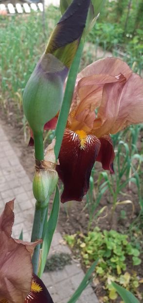  - Flori diverse