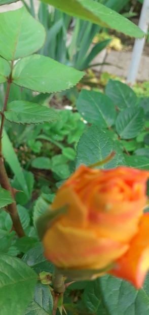  - Flori diverse