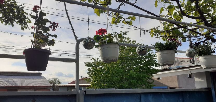  - Flori diverse
