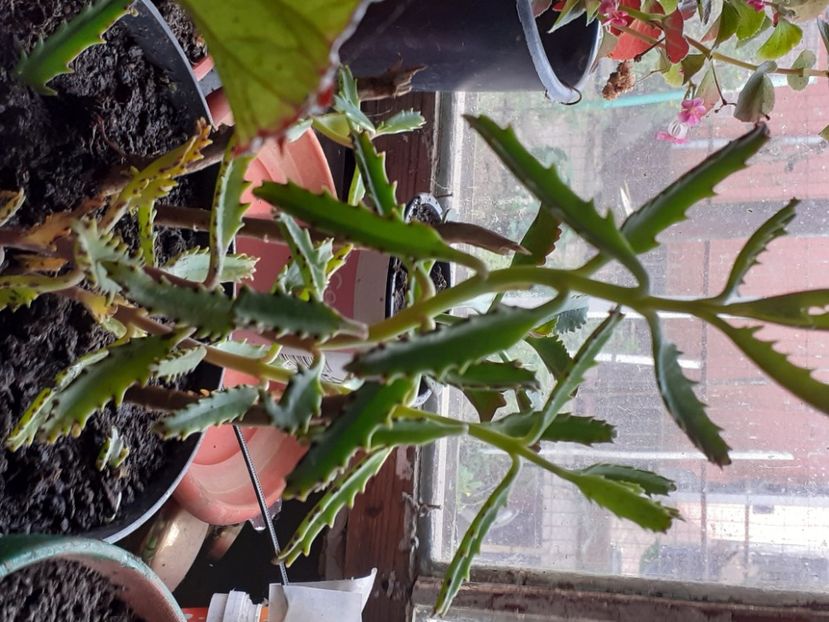 Kalanchoe daigremontiana - O parte din florile din 2020