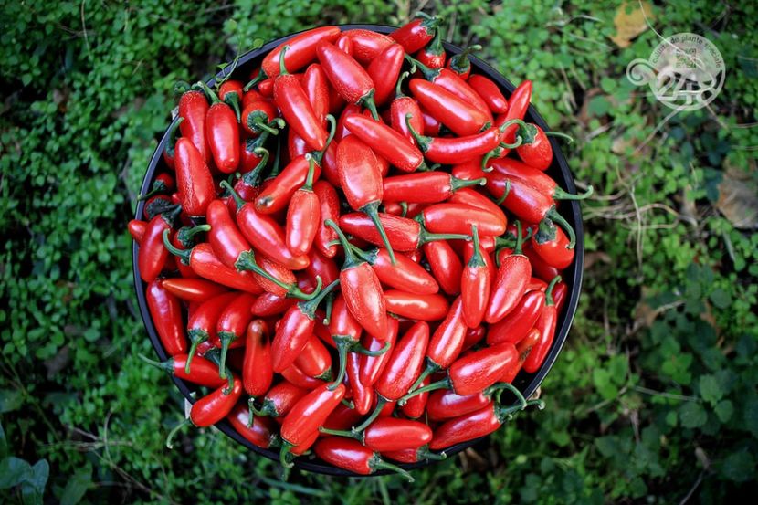 jalapeno-red-fresh-02 - Flori diverse