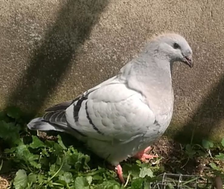 PL20-JRS 23 (F.) - g- MLODE-2020 - Youth