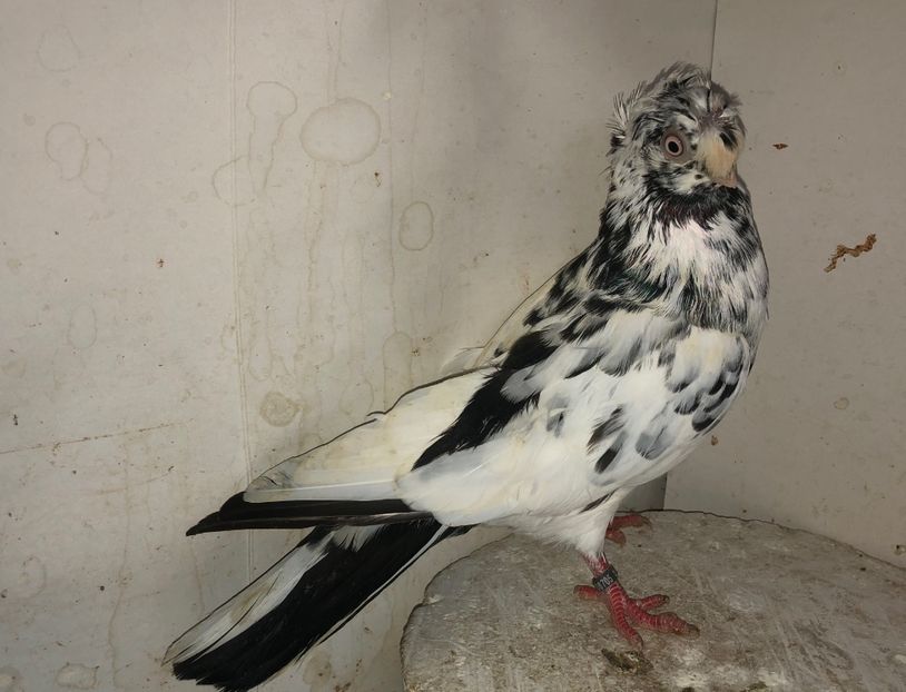 8705  femelă  2020 - Plecați ALBUM 3