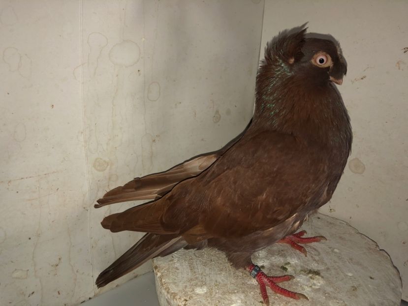 8670  mascul  2020 - Plecați ALBUM 3