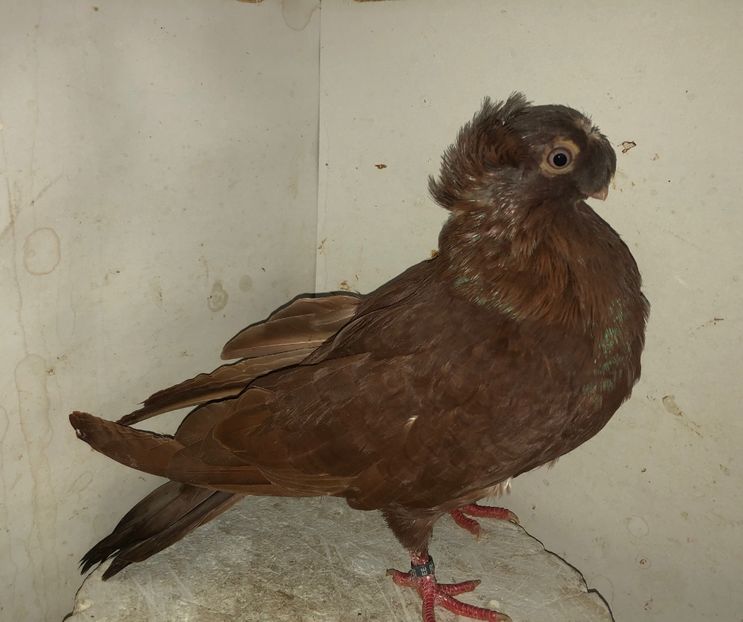 23030  femelă  2020 - Plecați ALBUM 3