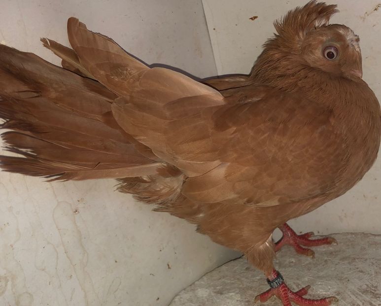 8704  femelă  2020 - Plecați ALBUM 3