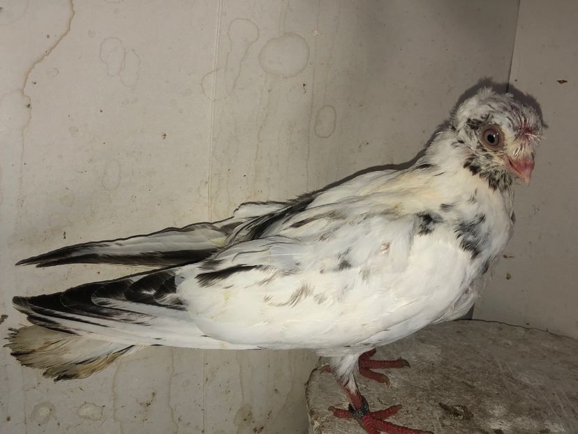 23050  femelă  2020 - Plecați ALBUM 3