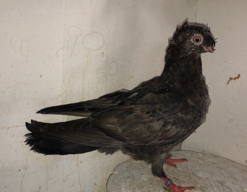 23047  mascul  2020 - Plecați ALBUM 3