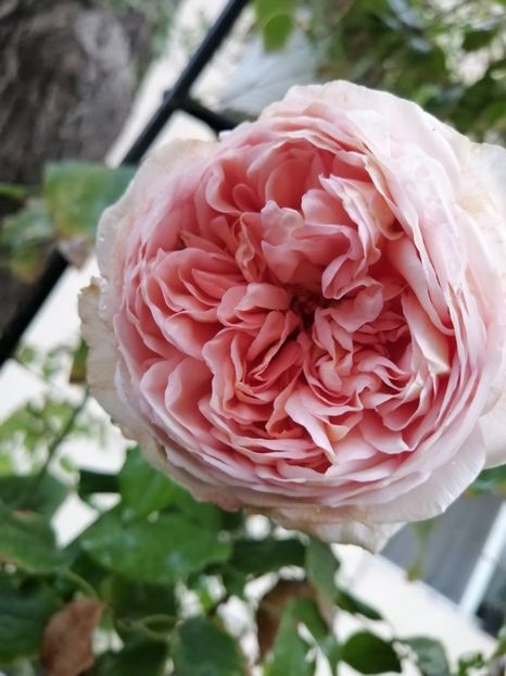  - Trandafir Abraham Darby si alte flori