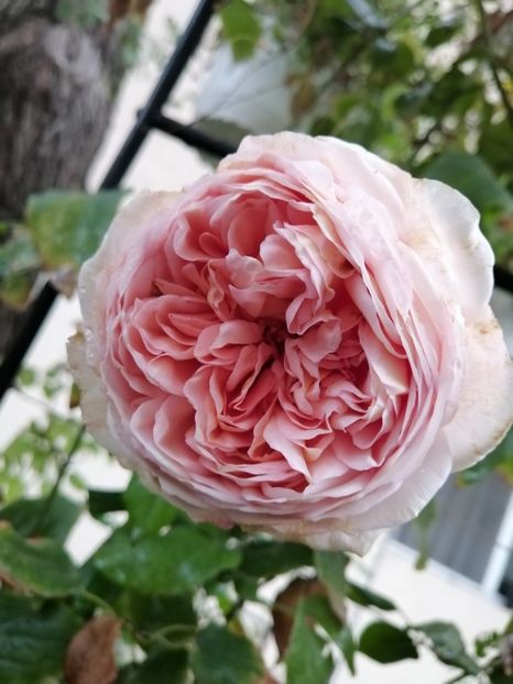  - Trandafir Abraham Darby si alte flori