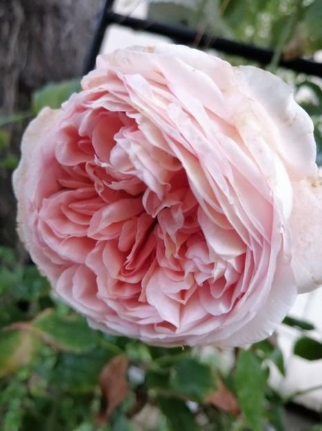  - Trandafir Abraham Darby si alte flori