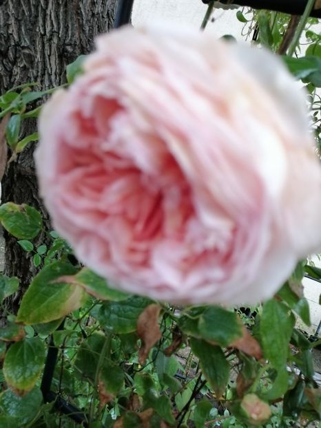  - Trandafir Abraham Darby si alte flori