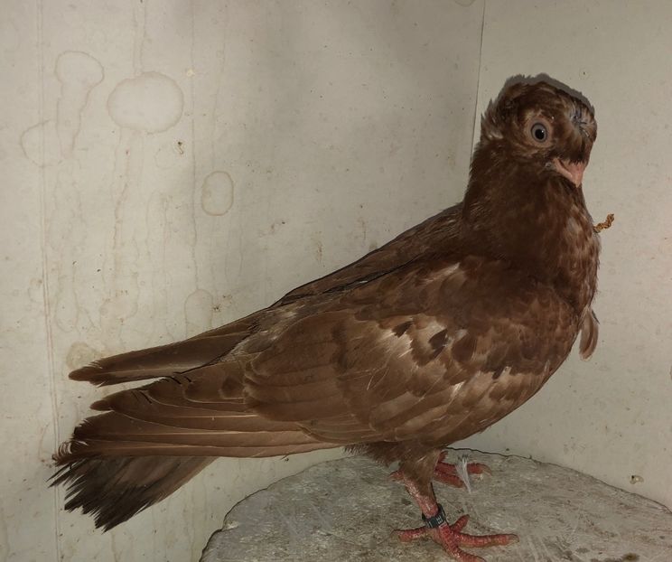 23091  mascul  2020 - Plecați ALBUM 3