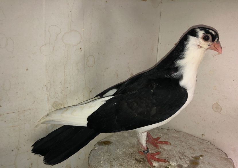 18581  femelă  2020 - Plecați ALBUM 3