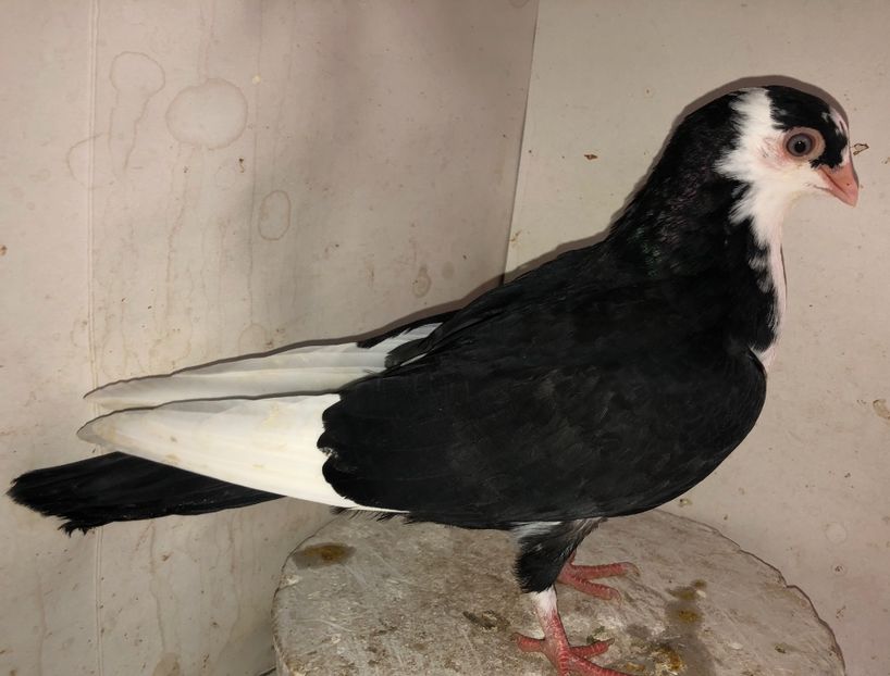 mascul  2020 - Plecați ALBUM 3