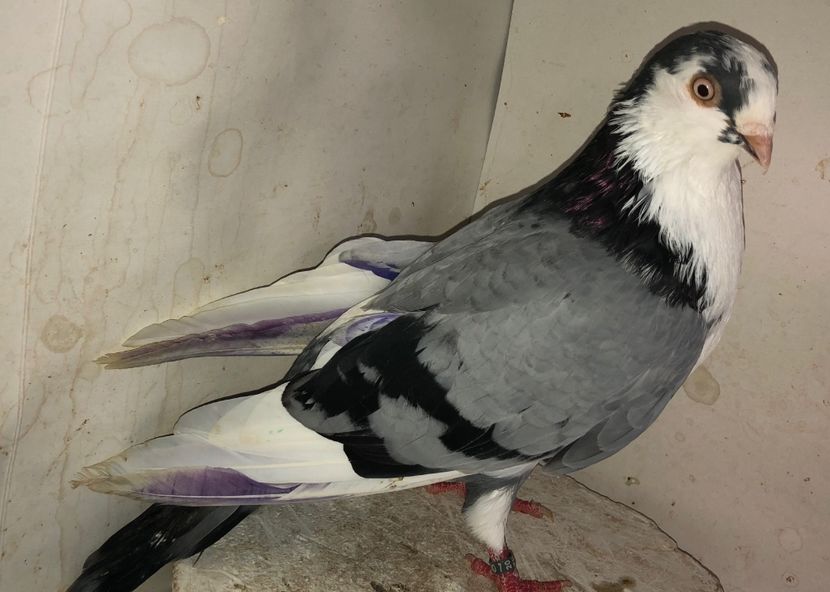 8662  mascul  2020 - Plecați ALBUM 3