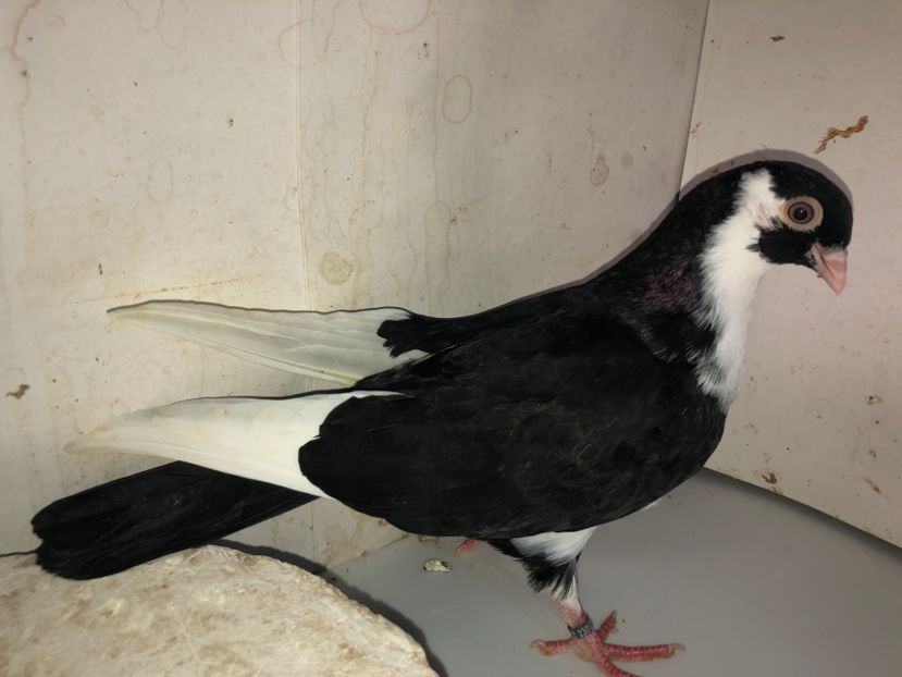 23012  mascul  2020 - Plecați ALBUM 3