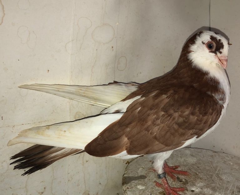 8517  femelă  2020 - Plecați ALBUM 3