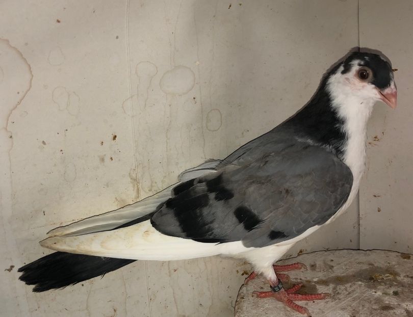 18592  mascul  2020 - Plecați ALBUM 3