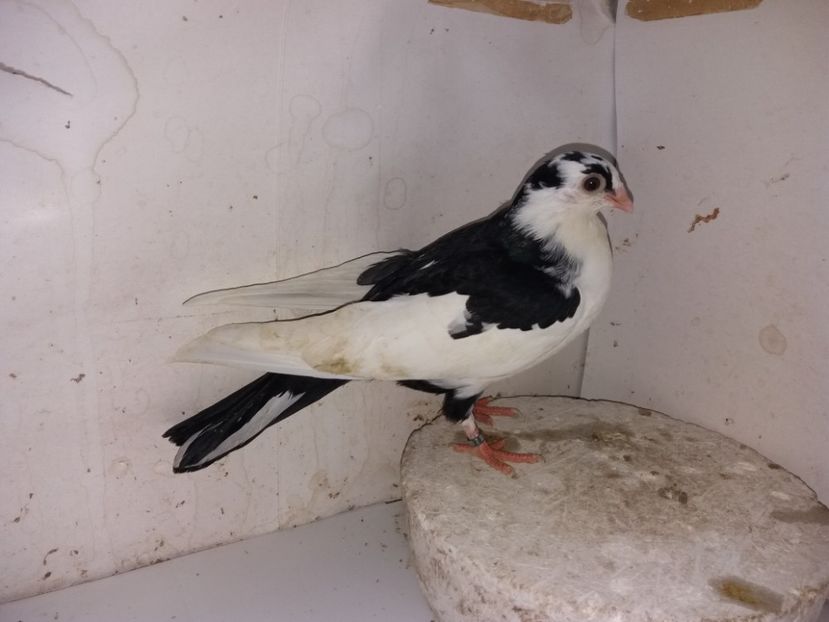 8748  femelă  2020 - Plecați ALBUM 3