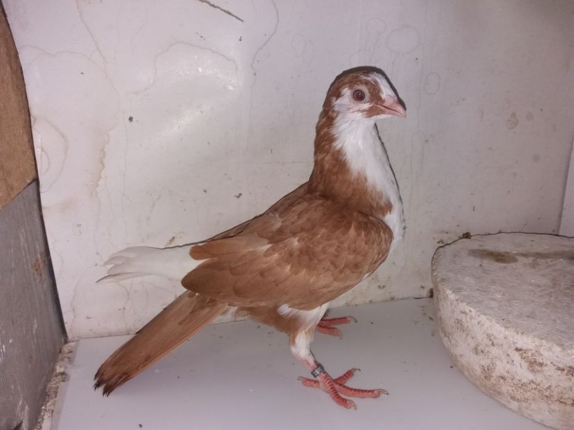 23054  mascul  2020 - Plecați ALBUM 3