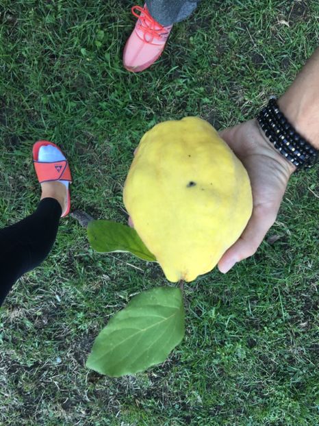  - ZZZ Pomi si arbuști fructiferi ZZZ