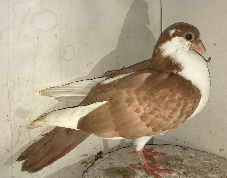 femelă  2020 - Plecați ALBUM 3