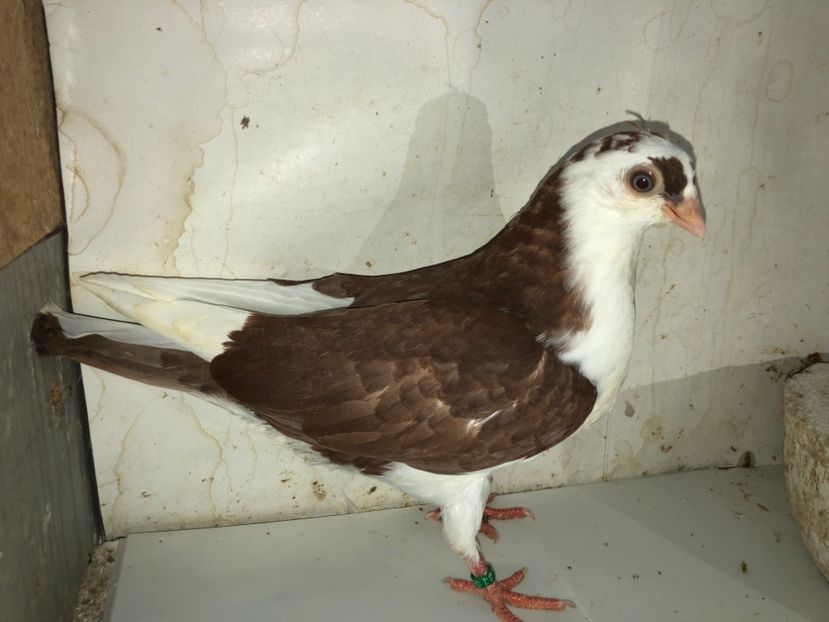 6829 (19)  femelă  2020 - Plecați ALBUM 3