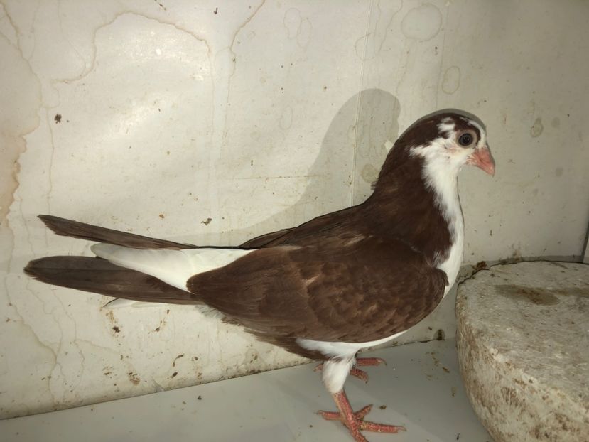 mascul  2020 - Plecați ALBUM 3